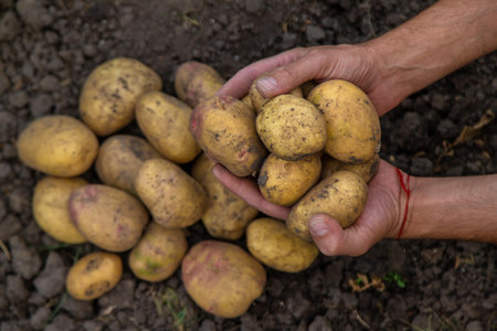 Potato harvest in the garden in hands. selective focus. food.の写真素材