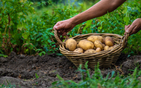 Potato harvest in the garden in hands. selective focus. food.の写真素材