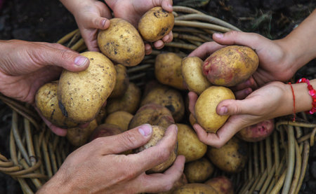 Potato harvest in the garden in hands. selective focus. food.の写真素材