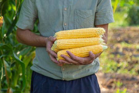 Corn harvest in the garden in the hands of a farmer. selective focus. food.の写真素材