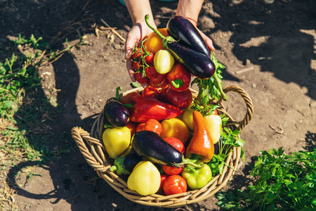 A woman is harvesting vegetables in the garden. Selective focus.の写真素材