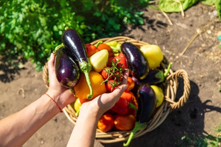 A woman is harvesting vegetables in the garden. Selective focus.の写真素材