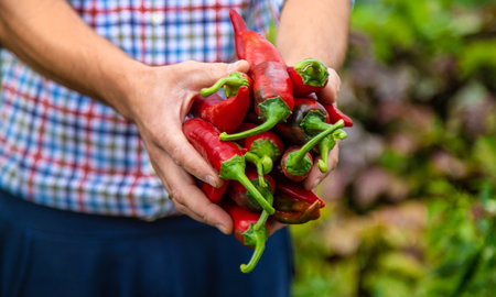 Farmer harvesting chili peppers in garden. Selective focus.の写真素材