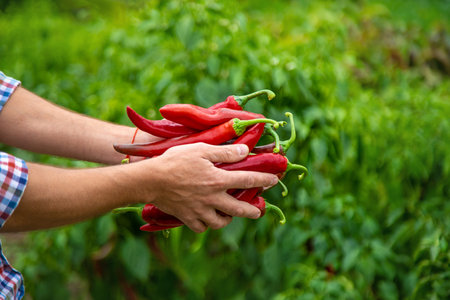 Farmer harvesting chili peppers in garden. Selective focus.の写真素材