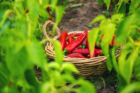 Chili pepper harvest in the garden. Selective focus.の写真素材