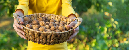 A child harvests nuts in the garden. Selective focus.の写真素材