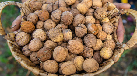 Grandmother collects walnuts in the garden. Selective focus.の写真素材