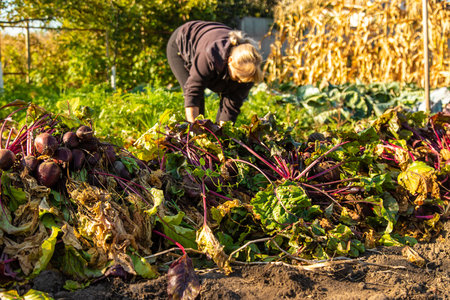 Beet harvest in the garden. Selective focus.の写真素材
