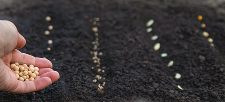 Sow seeds in the garden for rose gardens. selective focus.