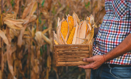 Corn harvest in the hands of a farmer. Selective focus.の写真素材