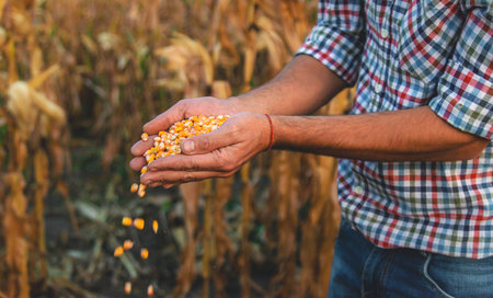 Corn harvest in the hands of a farmer. Selective focus.