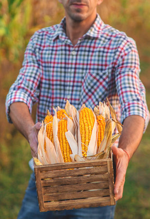 Corn harvest in the hands of a farmer. Selective focus.の写真素材