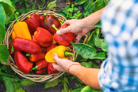 Sweet pepper harvest in the garden in the hands of a farmer. Selective focus.の写真素材
