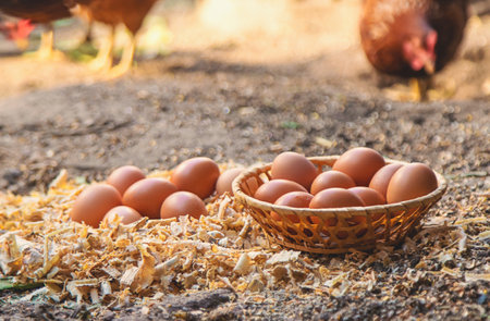 Homemade chicken eggs on a farm. Selective focus.
