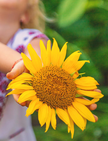 Child in a sunflower field wearing an embroidered shirt. Selective focus.の写真素材