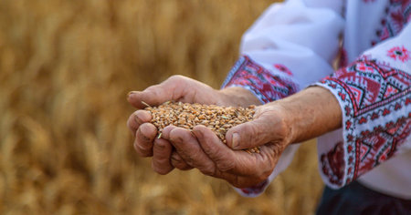 Woman in a wheat field wearing an embroidered shirt. Selective focus.の写真素材