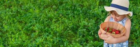 Child picking strawberries in the garden. Selective focus.の写真素材
