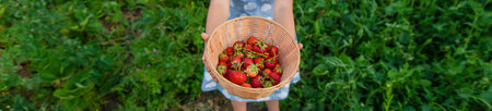 Child picking strawberries in the garden. Selective focus.の写真素材