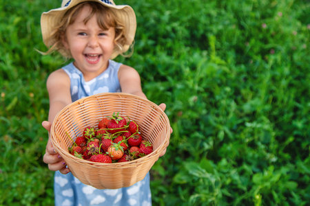 Child picking strawberries in the garden. Selective focus.の写真素材