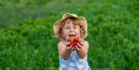 Child picking strawberries in the garden. Selective focus.の写真素材