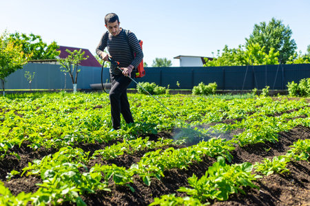 Spraying potatoes against Colorado potato beetles. Selective focus.の写真素材