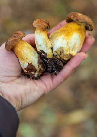 Mushroom picking in the forest. Selective focus.の写真素材