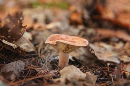 Mushroom picking in the forest. Selective focus.の写真素材