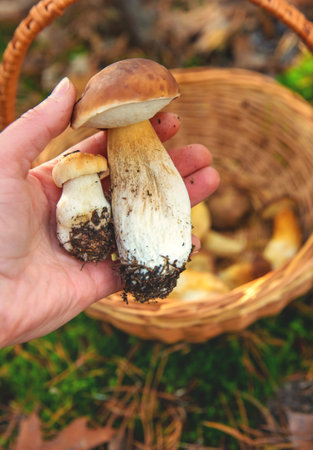 Mushroom picking in the forest. Selective focus.の写真素材