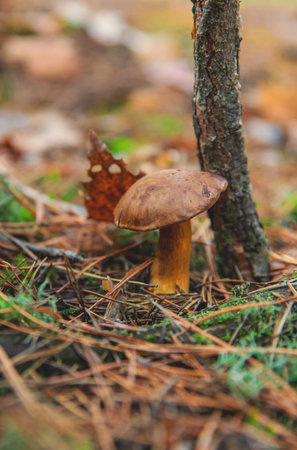 Mushroom picking in the forest. Selective focus.の写真素材
