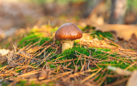 Mushroom picking in the forest. Selective focus.の写真素材