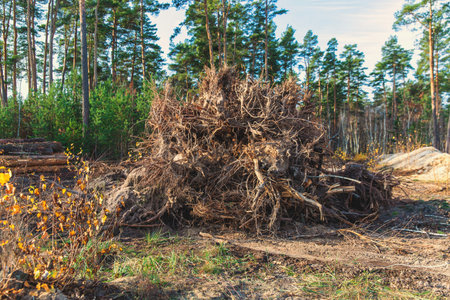 Pine tree roots in a forest. Selective focus.