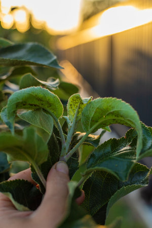Aphids on tree leaves. Selective focus.