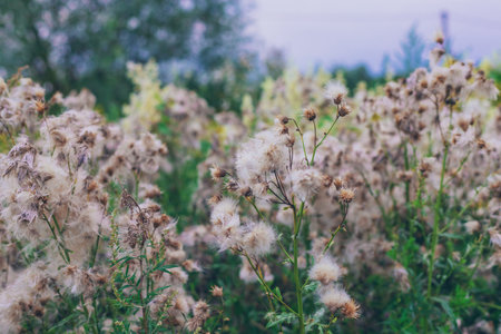 Sow thistle blooms in a field. Selective focus.