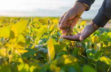 Soybeans growing in a field. Selective focus.