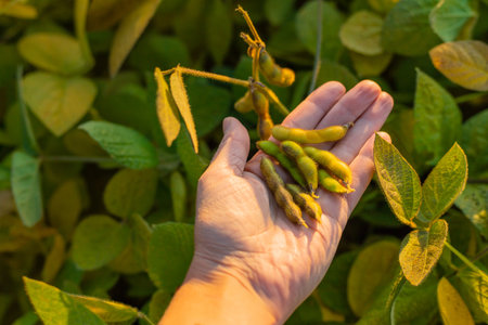 Soybeans growing in a field. Selective focus.