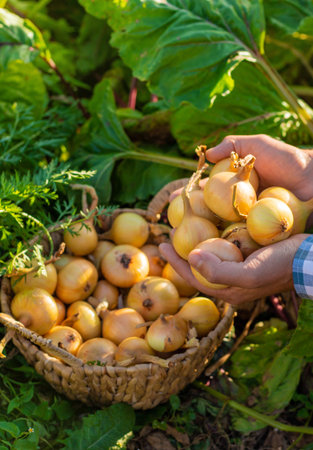 A farmer holding an onion harvest. Selective focus.