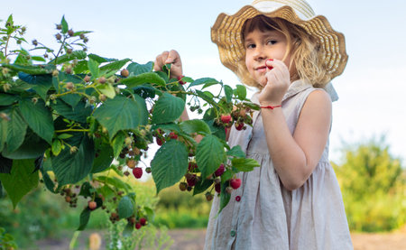 A child with a raspberry harvest in the garden. Selective focus.