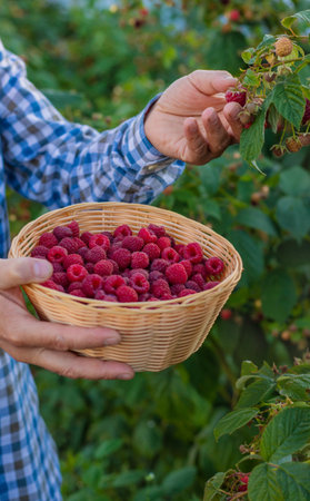 A farmer with a raspberry harvest in the garden. Selective focus.