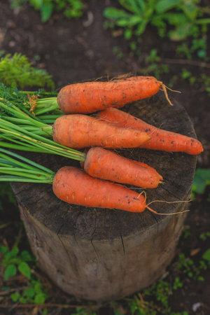 Carrot harvest in the garden. Selective focus.