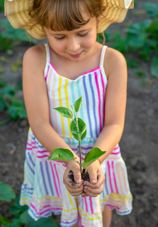 A child plants a tree in the garden. Selective focus.の写真素材