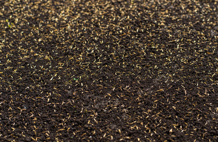 Seeding lawn grass in the garden. Selective focus.の写真素材