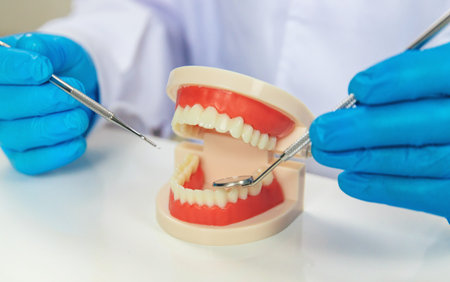 A dentist shows a model of a jaw. Selective focus.
