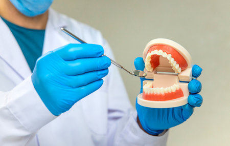 A dentist shows a model of a jaw. Selective focus.