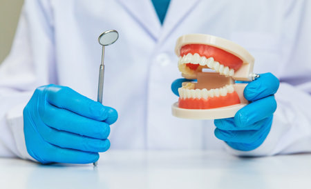 A dentist shows a model of a jaw. Selective focus.