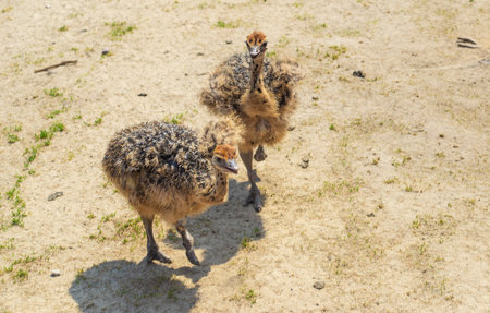 Ostrich babies on a farm. Selective focus.の写真素材