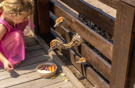 Ostrich babies on a farm. Selective focus.の写真素材