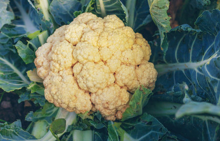 Harvesting cauliflower in the garden. Selective focus.の写真素材