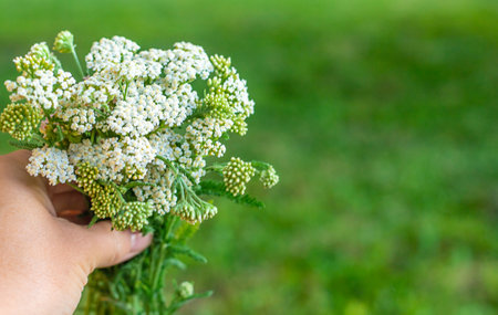 Yarrow supplements and tinctures homeopathy. Selective focus.の写真素材