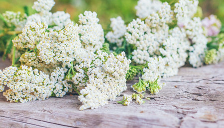 Yarrow supplements and tinctures homeopathy. Selective focus.の写真素材