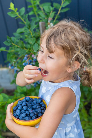 Blueberry harvest in a child hands. Selective focus.の写真素材
